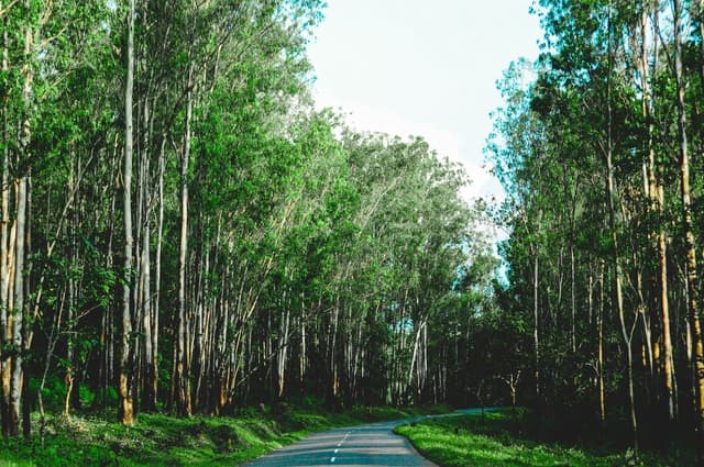 Forest Canopy Road